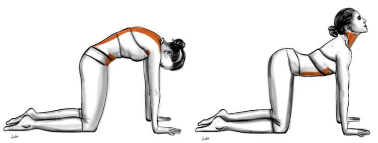 La POSTURE Marjaryasana-Bitilasana : CAT and COW â Les Amazones Parisiennes La POSTURE Marjaryasana-Bitilasana : CAT and COW â Les Amazones Parisiennes