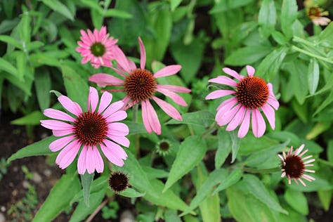 various flowering plants