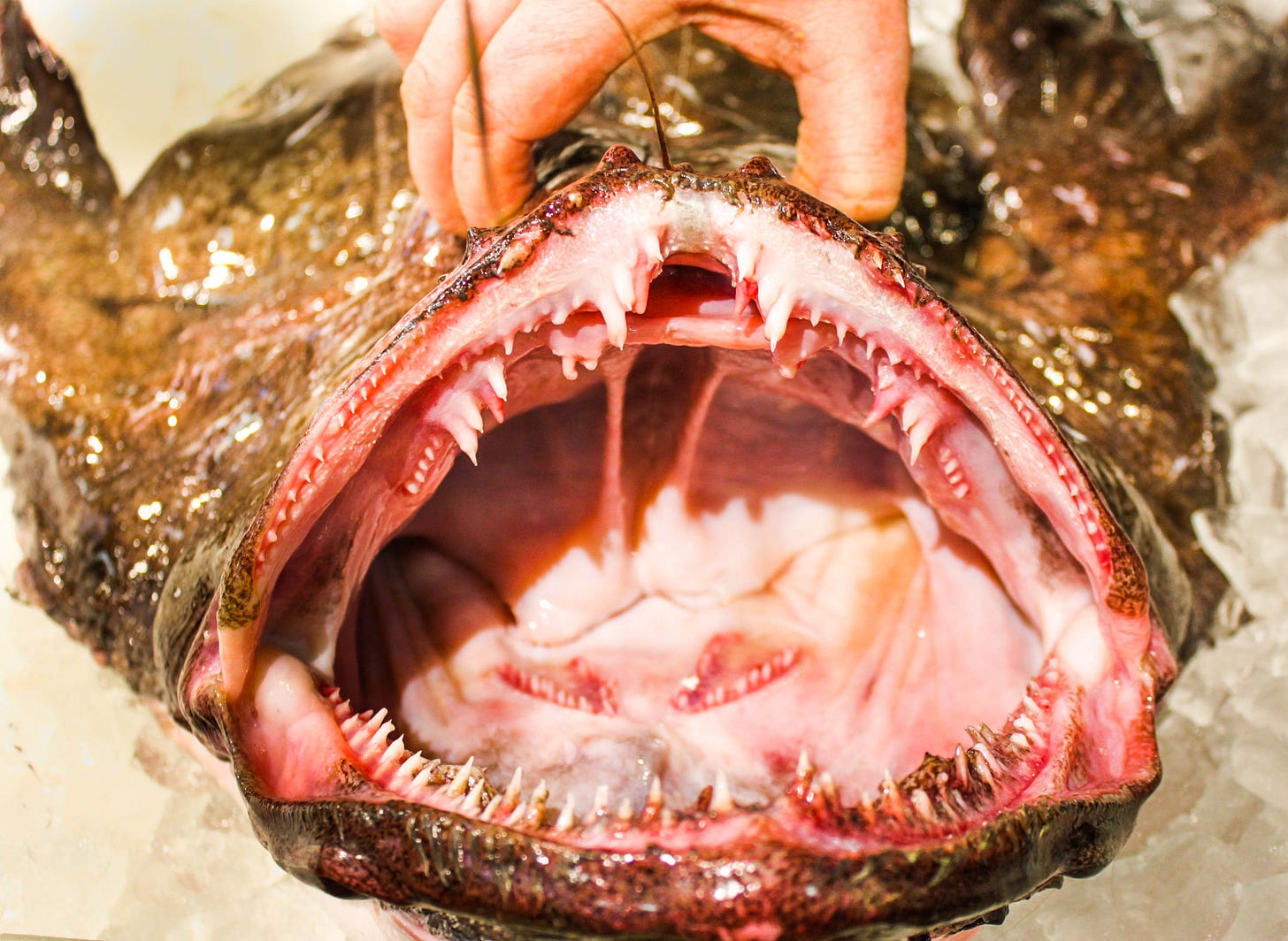 Monkfish 101 • Harbor Fish Market