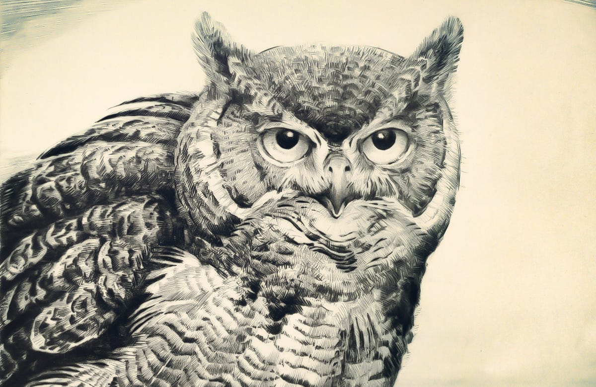 owl