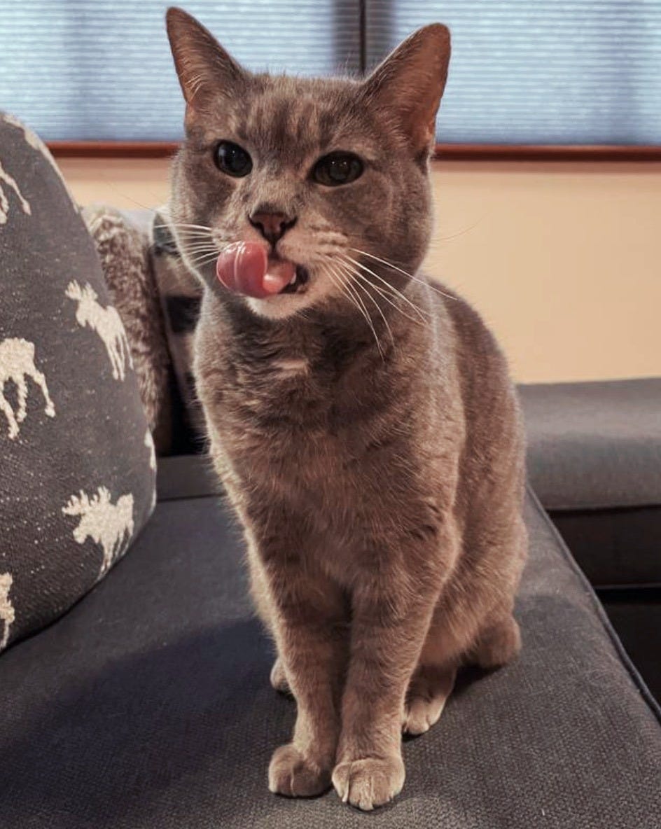 Kitty, my angel butt Kitty, my angel butt