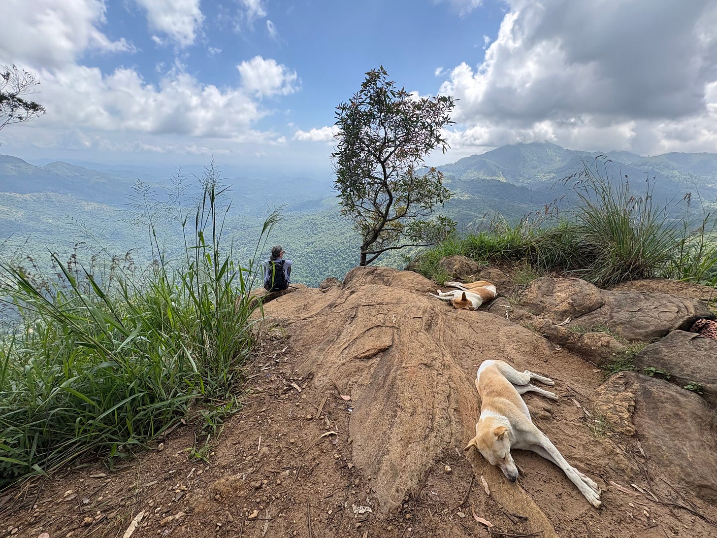 Dogs on Ella Rock, Sri Lanka