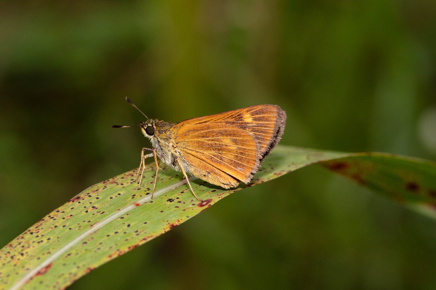 A small orange skipper butterfly with a stout body and large black eyes, shown in profile on a red-speckled blade of grass.