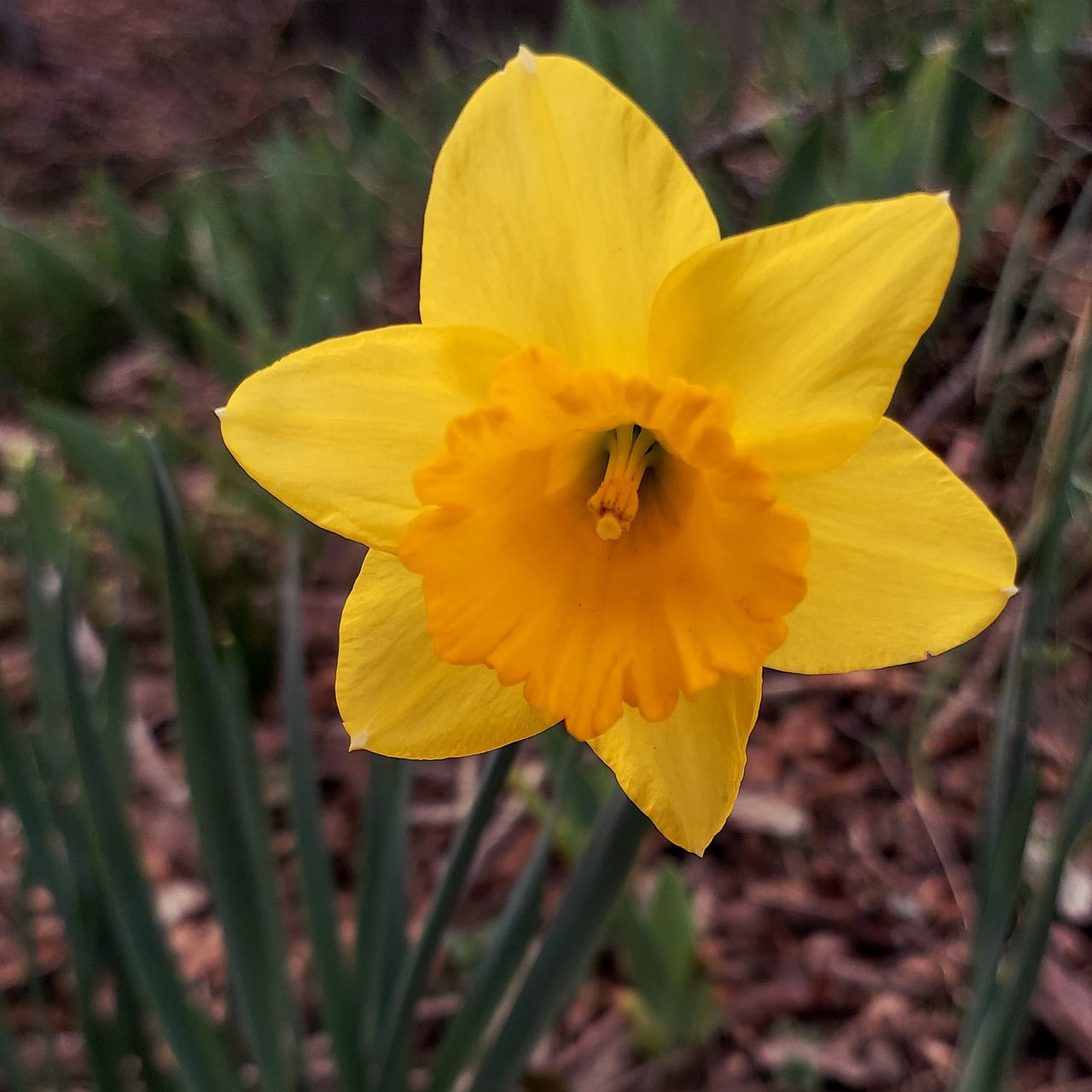 Wild Daffodil