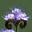 Shrike's avatar