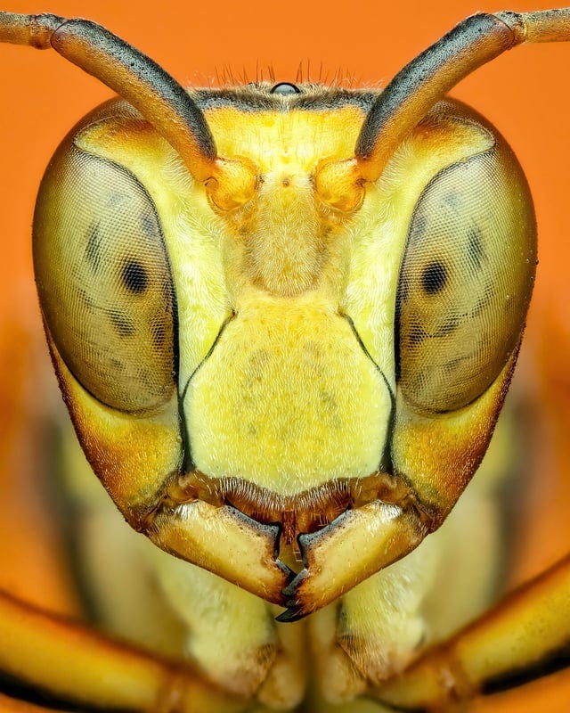 r/Damnthatsinteresting - An album of some of my best macro photography work this year (insect and spider wildlife)