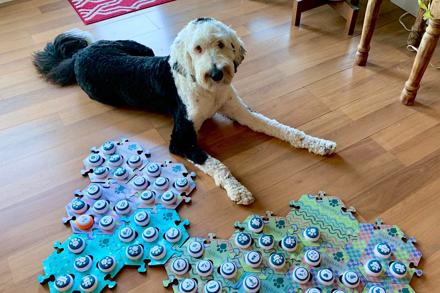 How Bunny the dog is pushing scientists' buttons - The Verge