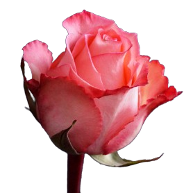 Artwork for Evelyn Rose