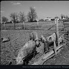 Black Histories of Sustainability Hold the Key to A Collectively Healthy Future