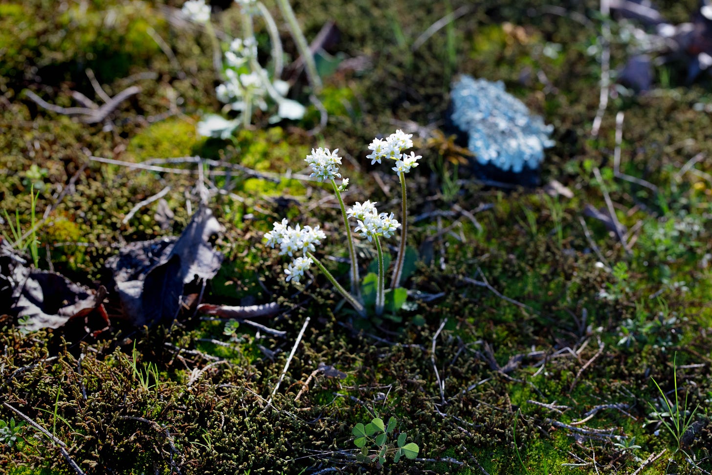 A plant with clusters of small white flowers crowning each stalk, growing from a forest floor carpeted in moss