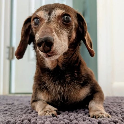 a small brown dog in a plaid coat, sitting on carpet, lounging in a fluffy dog bed