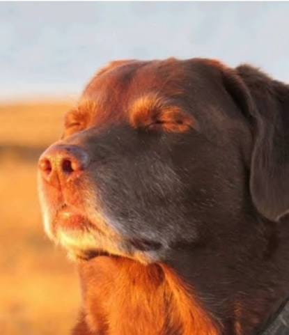 Dog Staring at Sun | TikTok