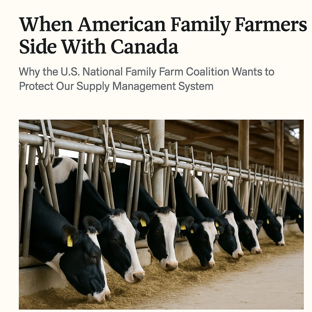 Black-and-white Holstein cows feeding in a row inside a bright, well-maintained barn with metal feeding gates and wooden support beams.