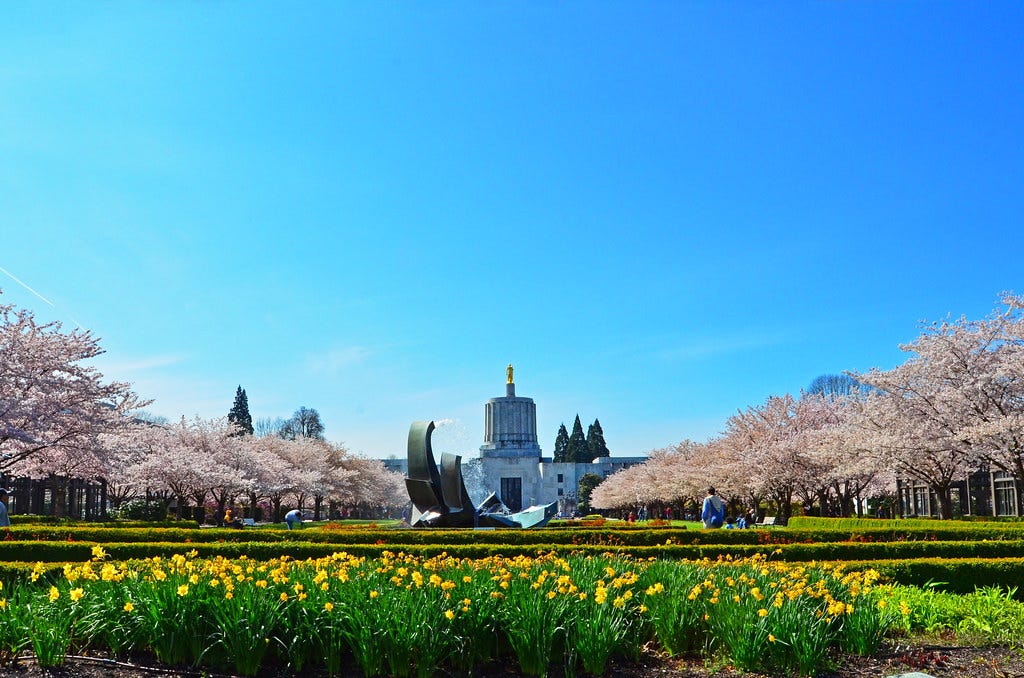 Cherry Blossoms Salem Oregon