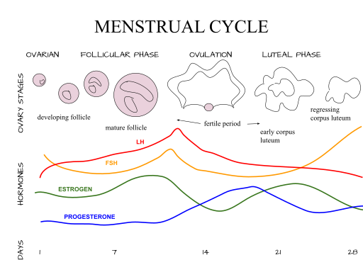 File:Menstrual Cycle Diagram.svg File:Menstrual Cycle Diagram.svg