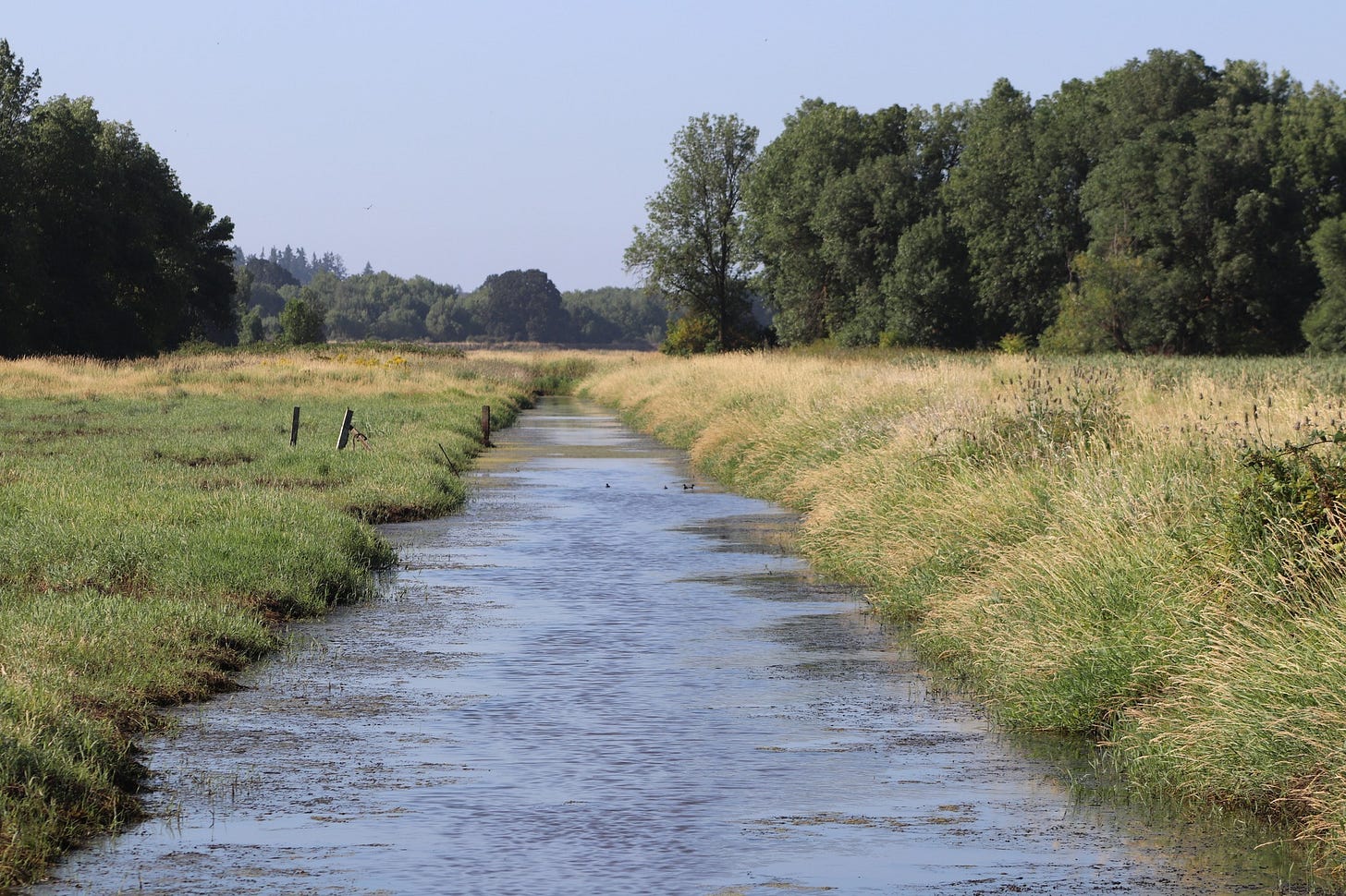 A grassy field and treeline on the left and right sides with a canal running down the center. Ducks are in the canal. Rotted fencing is on the left. A grassy field and treeline on the left and right sides with a canal running down the center. Ducks are in the canal. Rotted fencing is on the left.
