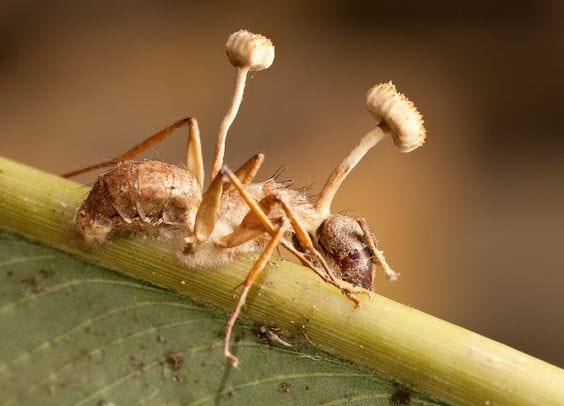 Ophiocordyceps_Unilateralis_Imagen