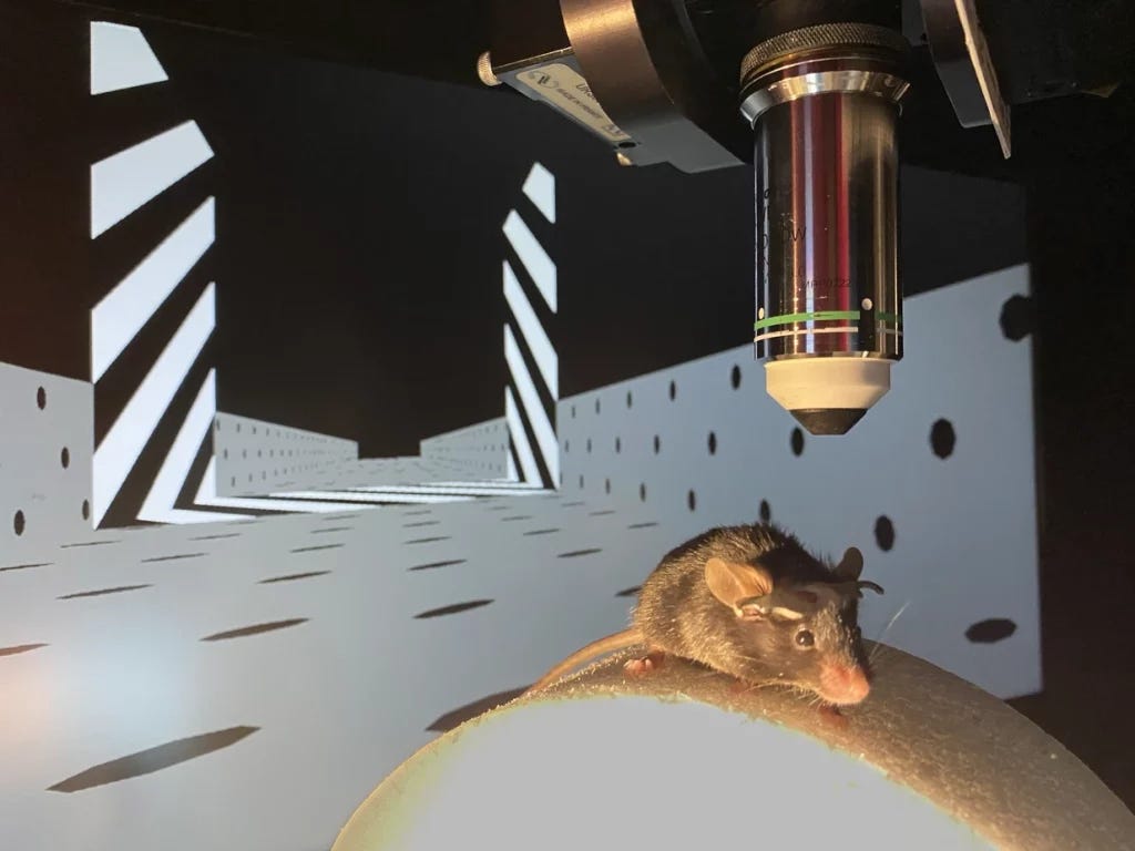 mouse learning memory brain