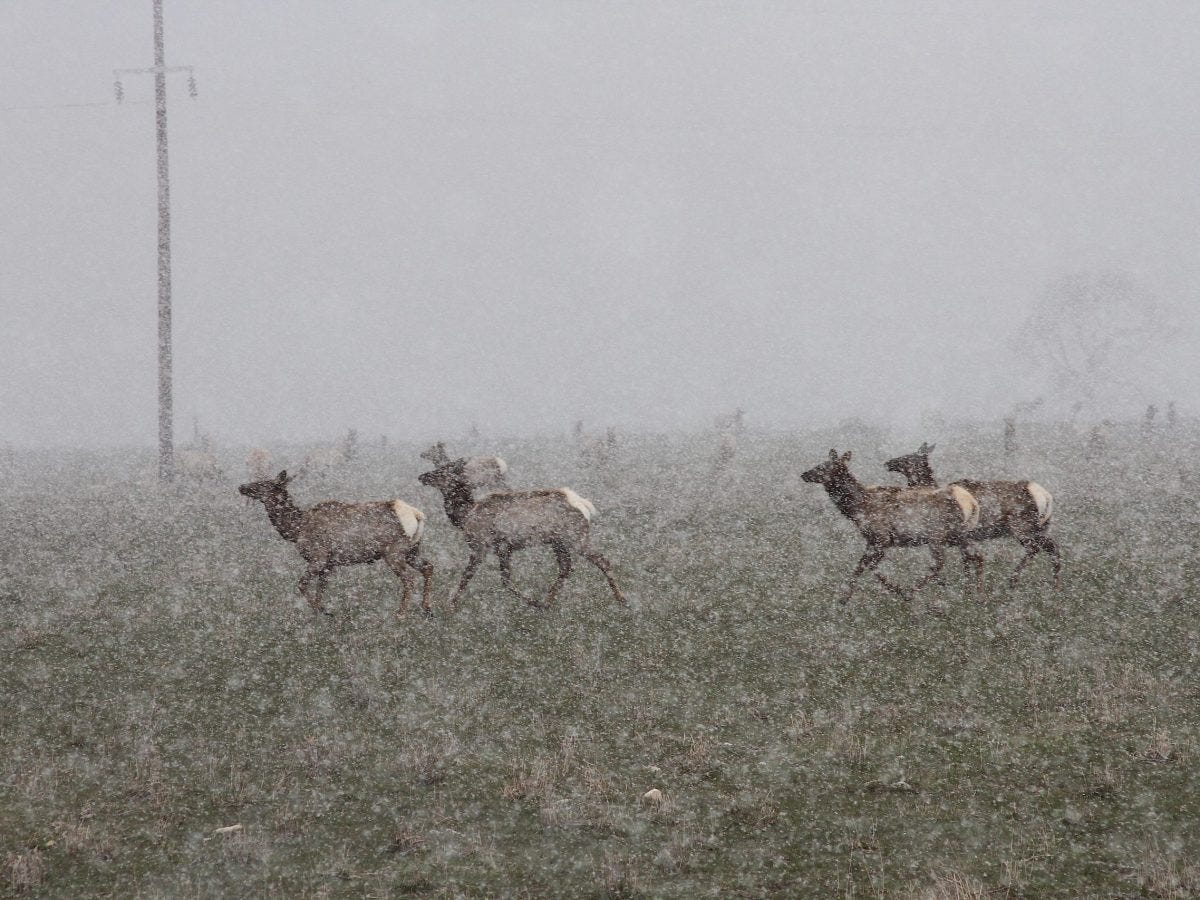 Report: Wildlife Refuge System ‘at risk’ with no units fully resourced amid DOGE uncertainty