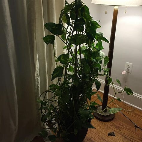 Eight pictures of houseplants. The center photo is a candle.