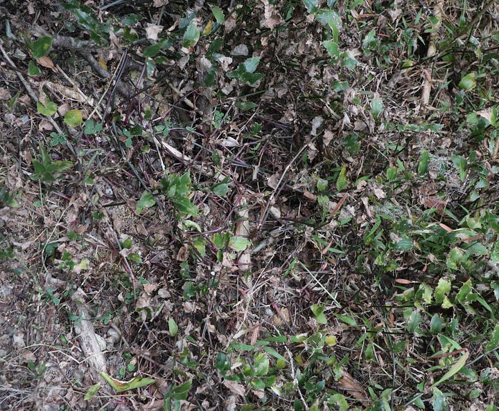 Left hand image shows lush, healthy tradescantia while right hand image shows a patch which has died back
