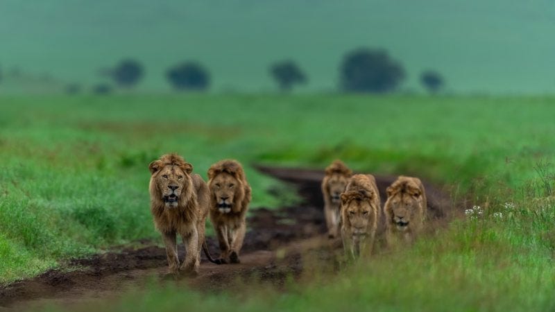 Dissent Goes Mainstream