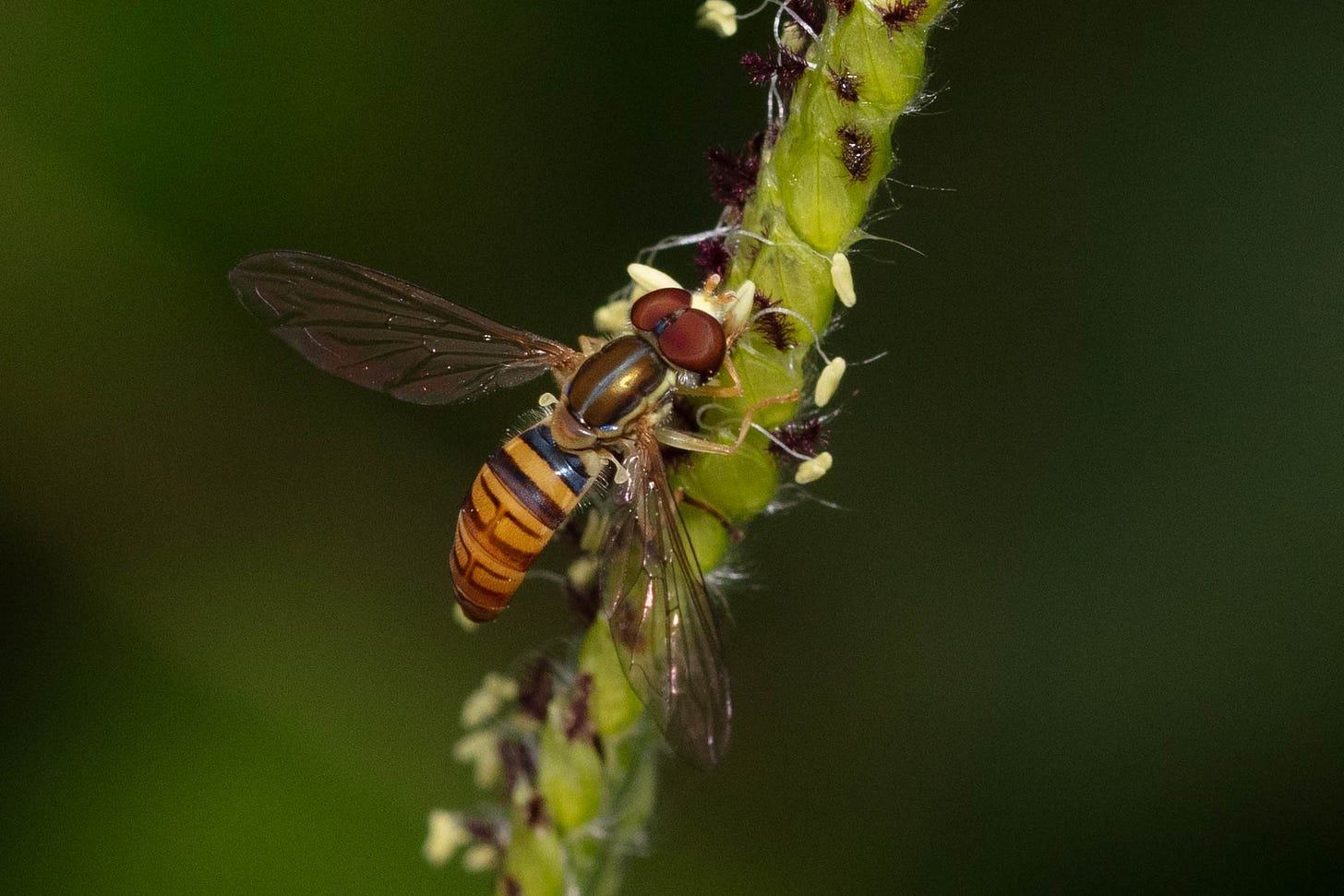 Close-up dorsal view of a bee-mimic flowerfly with a gold thorax and black and yellow abdomen.
