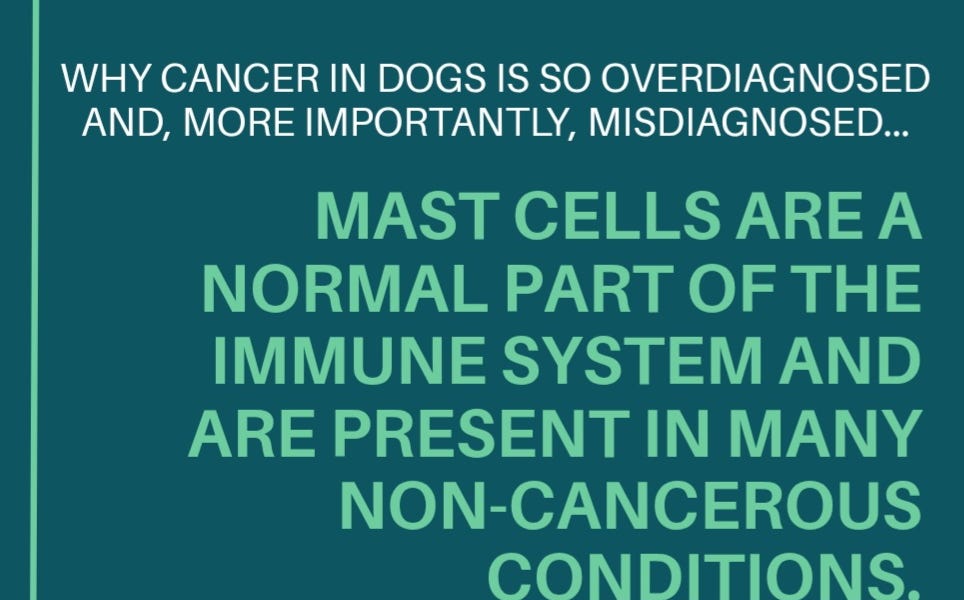 Why Cancer in Dogs is Overdiagnosed And Misdiagnosed