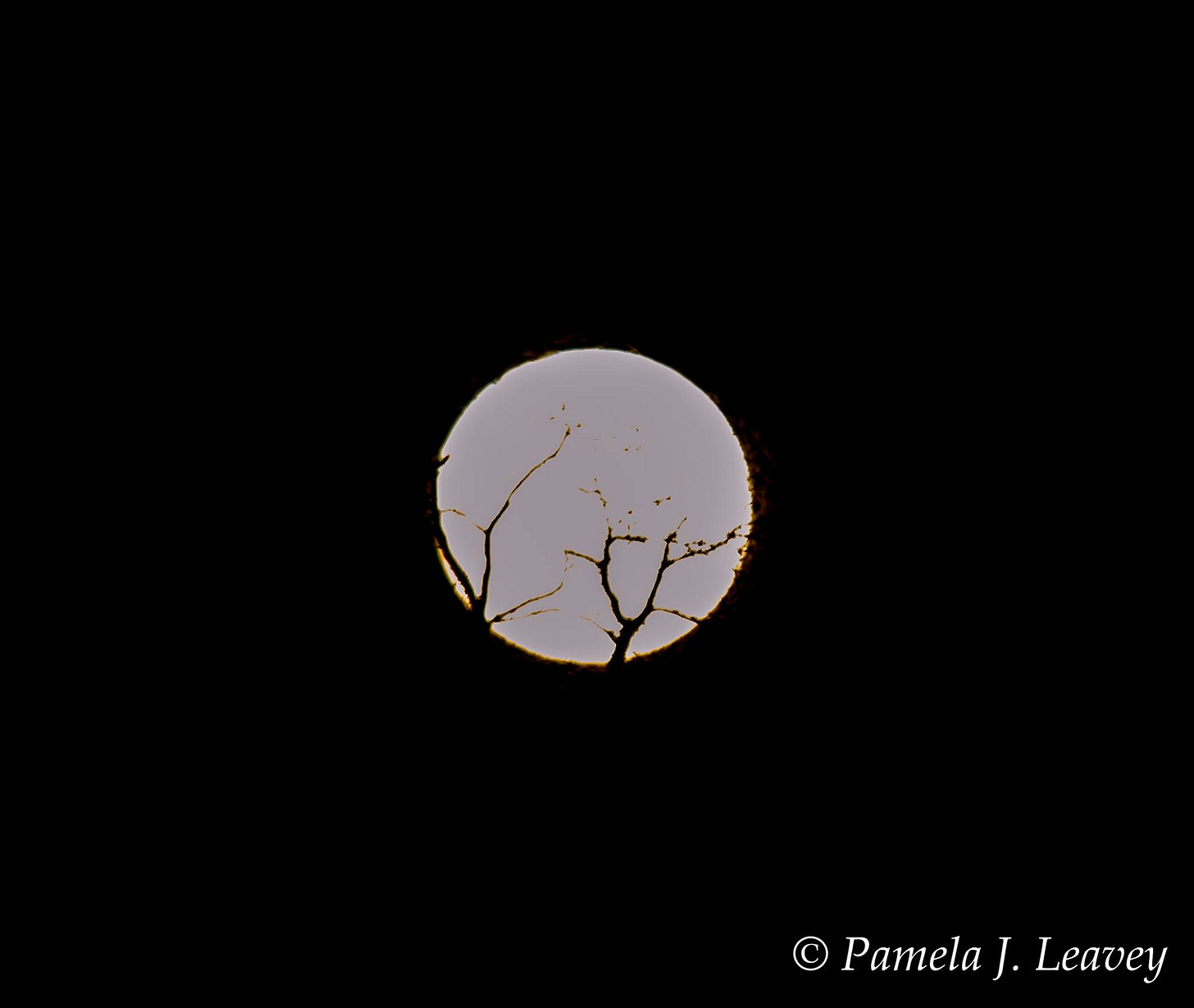 May be an image of eclipse and text that says 'PamelaJ Leavey'