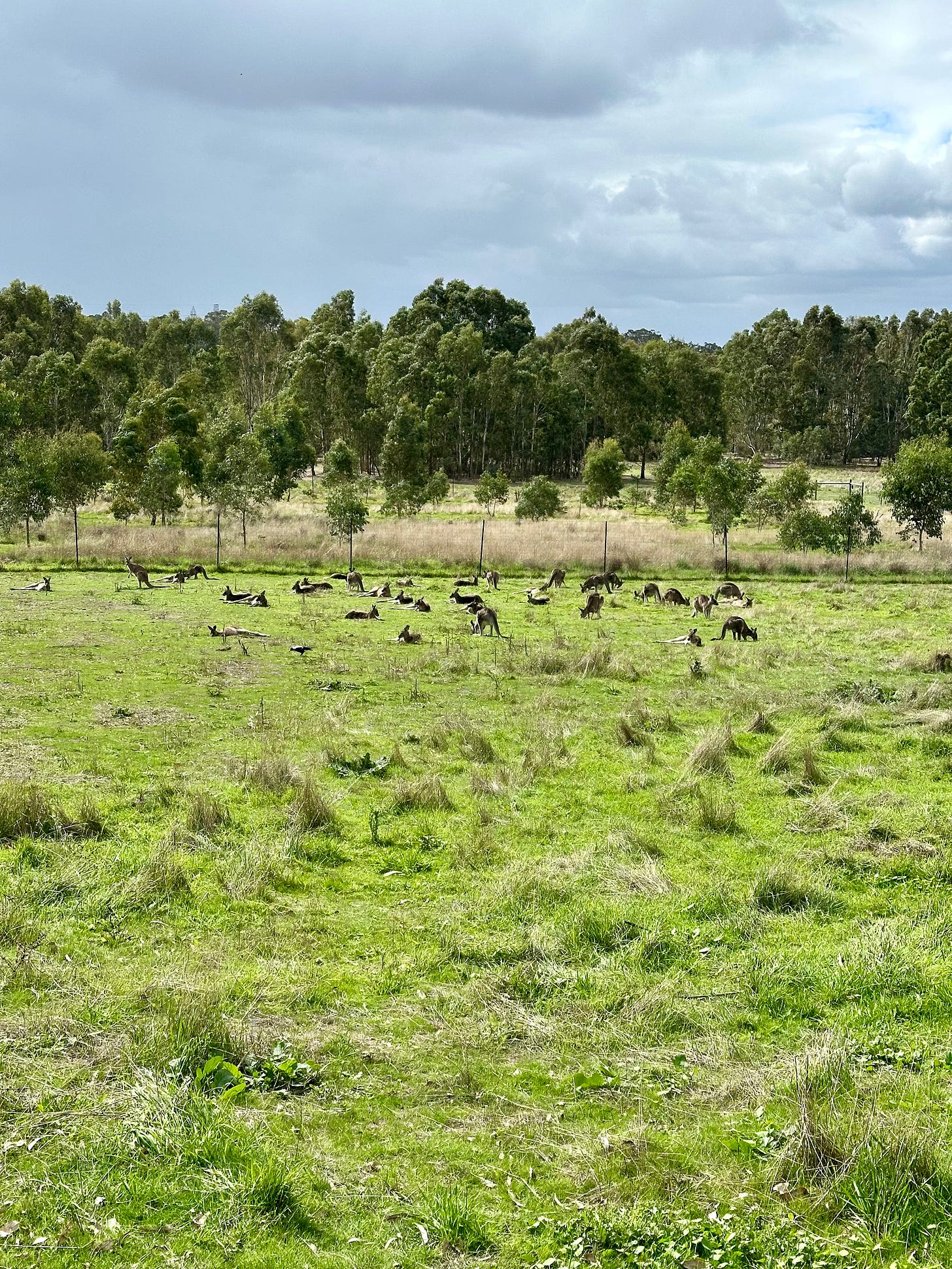 a group of kangaroos on grassland a group of kangaroos on grassland