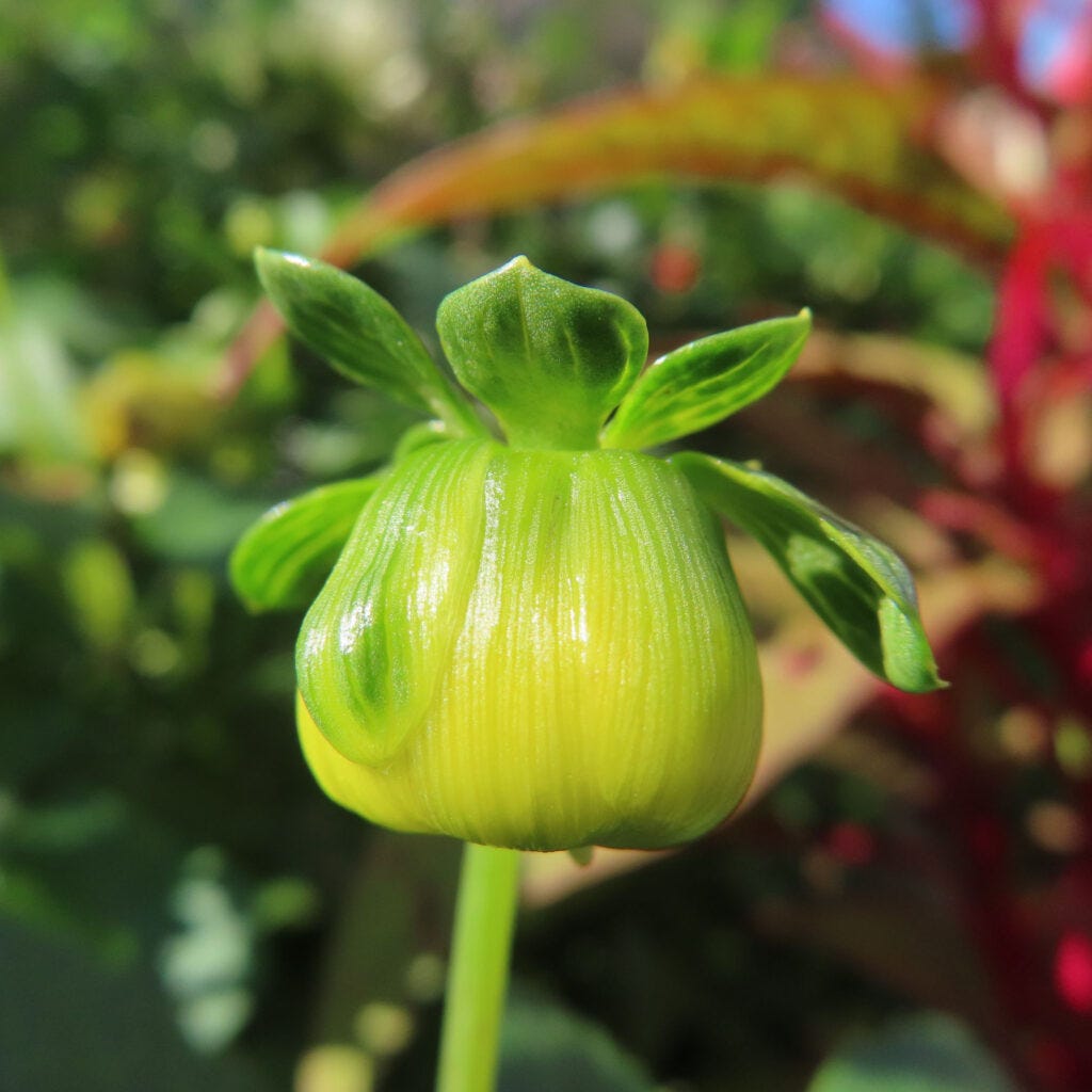 ダリアの蕾をアップで撮影した写真｜膨らむ緑の花芽が可愛らしい