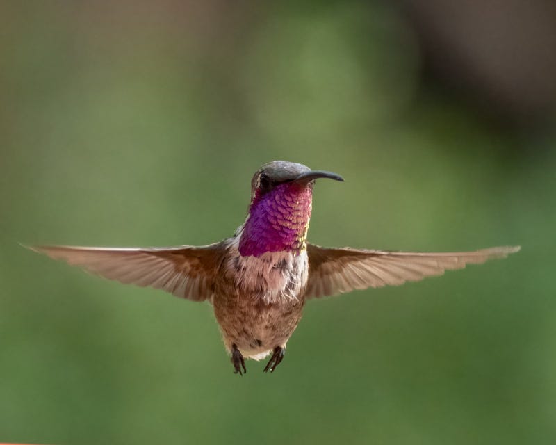 20250813-AshCanyon-79-Edit.jpg 20250813-AshCanyon-79-Edit.jpg