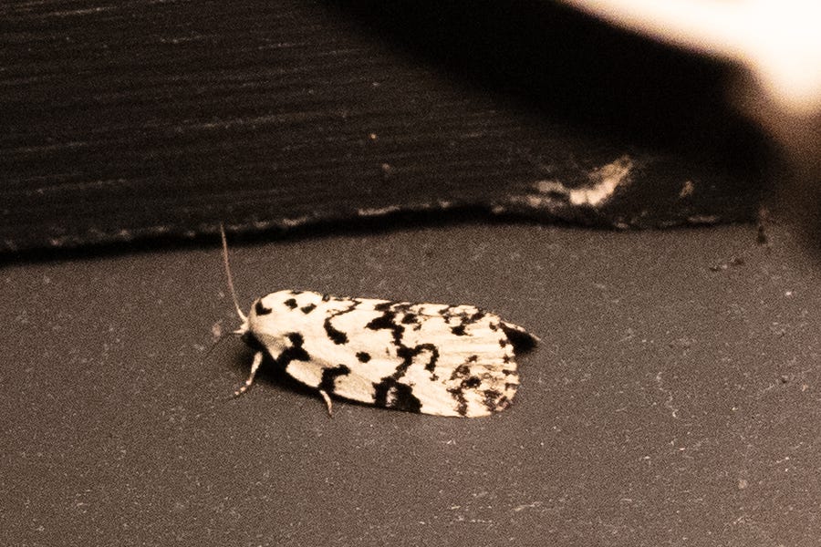 A black and white moth under a porch light