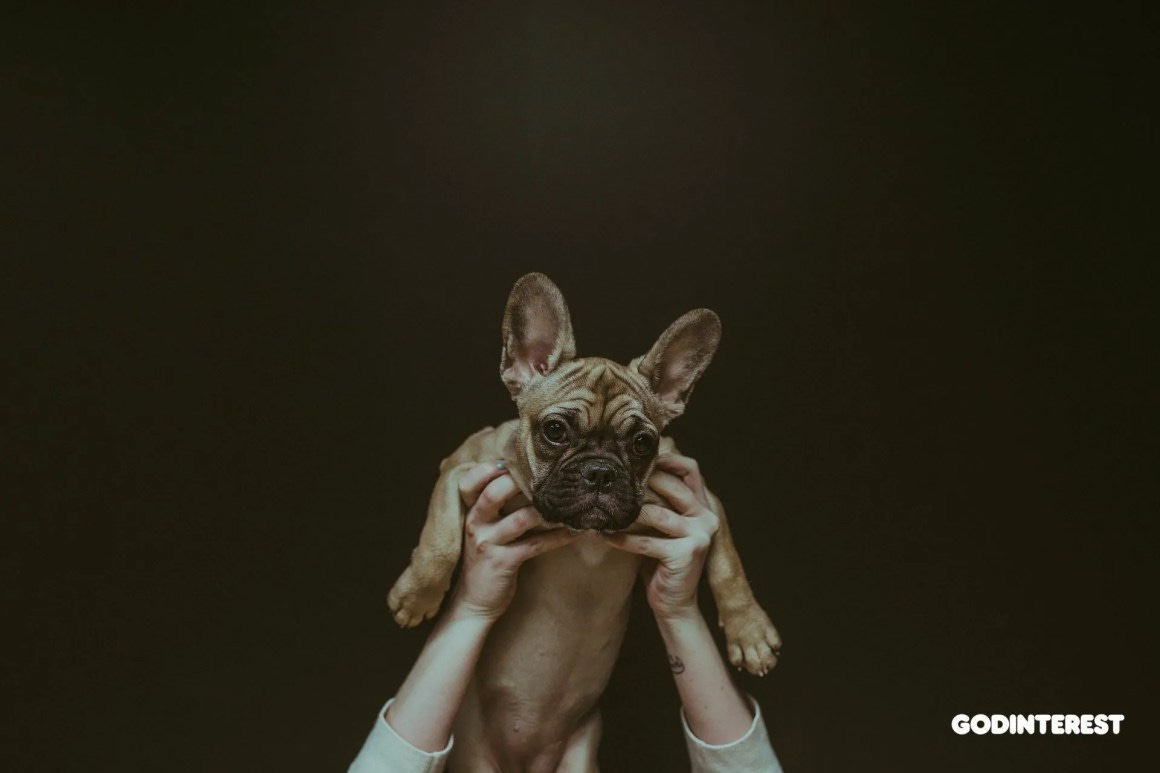 How Can Your Faith Make You a Better Dog Owner? How Can Your Faith Make You a Better Dog Owner?