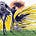 Fly's avatar