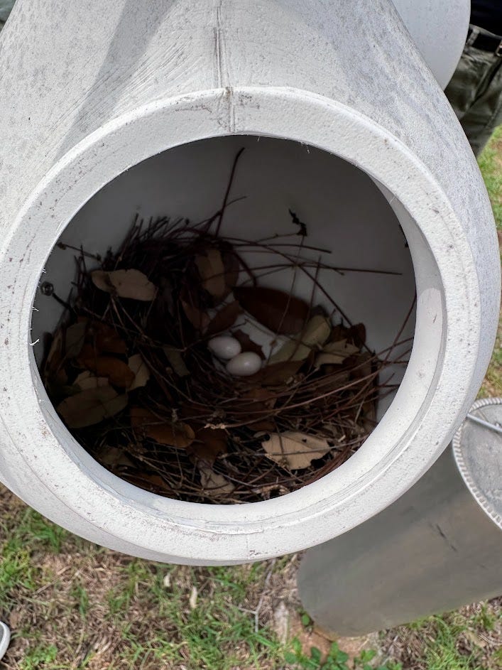 Purple martin fledglings, and eggs. 