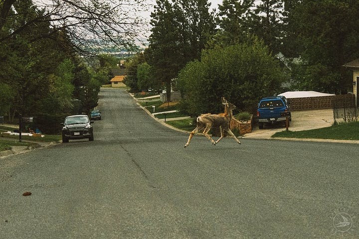 Fuji photographs of life in Montana by Tyler Knott Gregson