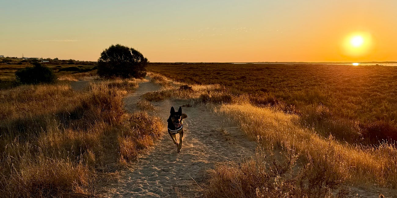 Ineens ben ik eigenaar van een herder?