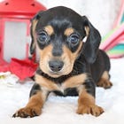 Introducing Our New Puppy: Meet Harry!