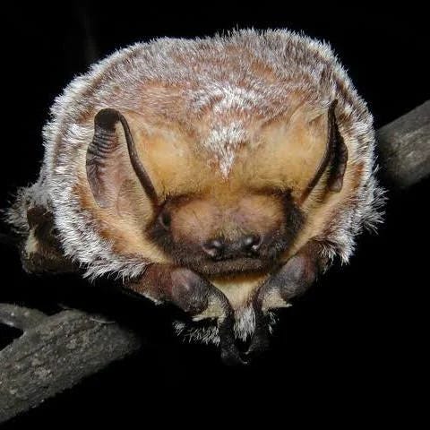 Image of Hoary Bat