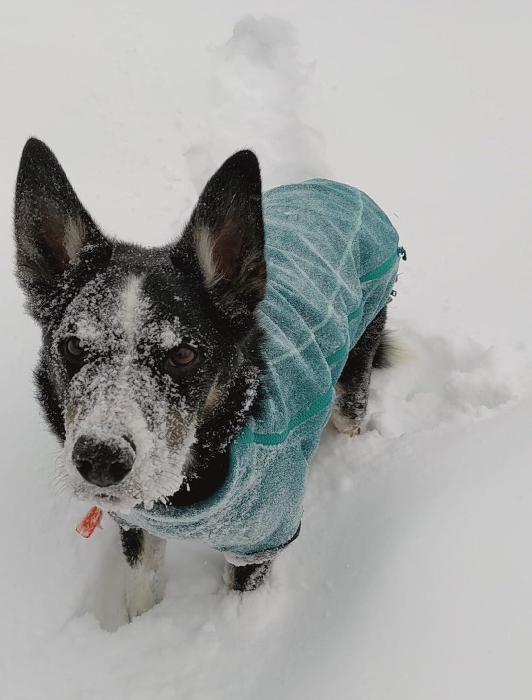 Dog in Blue Jacket