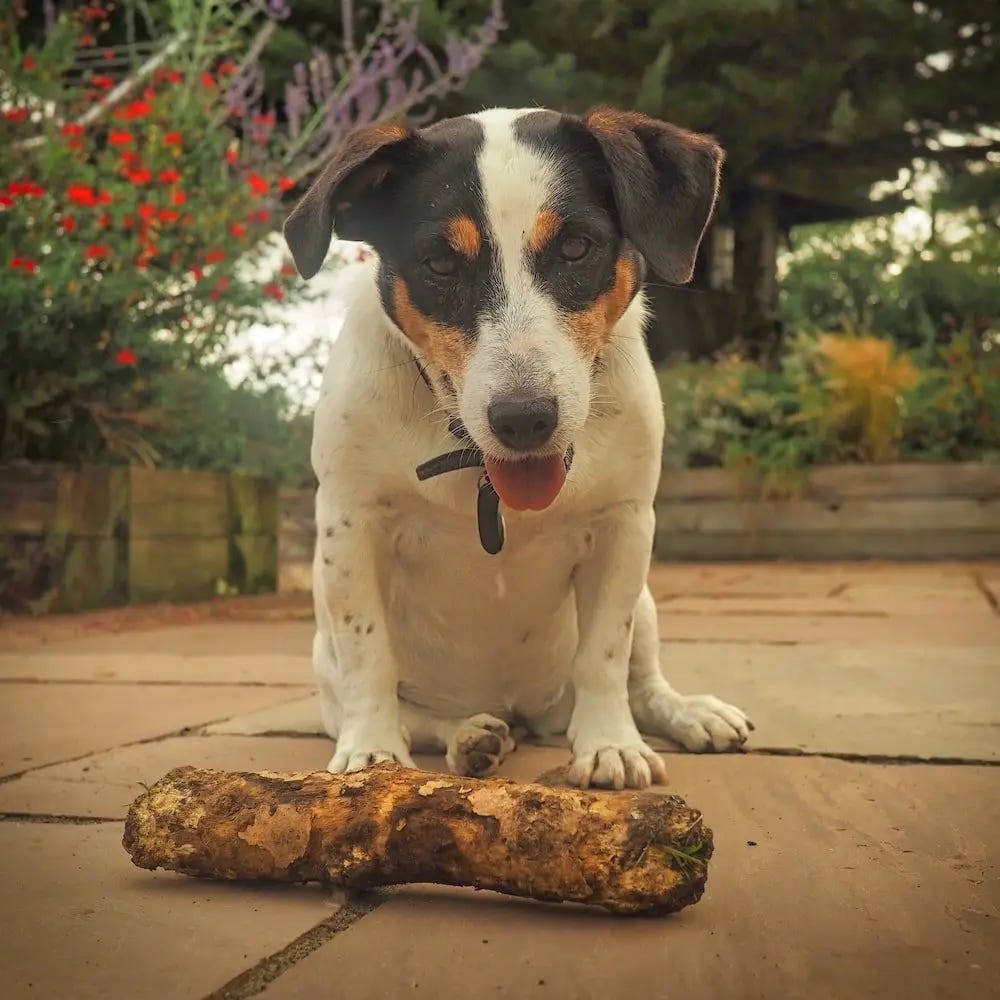 A white dog stares at the camera behind a stick on the ground