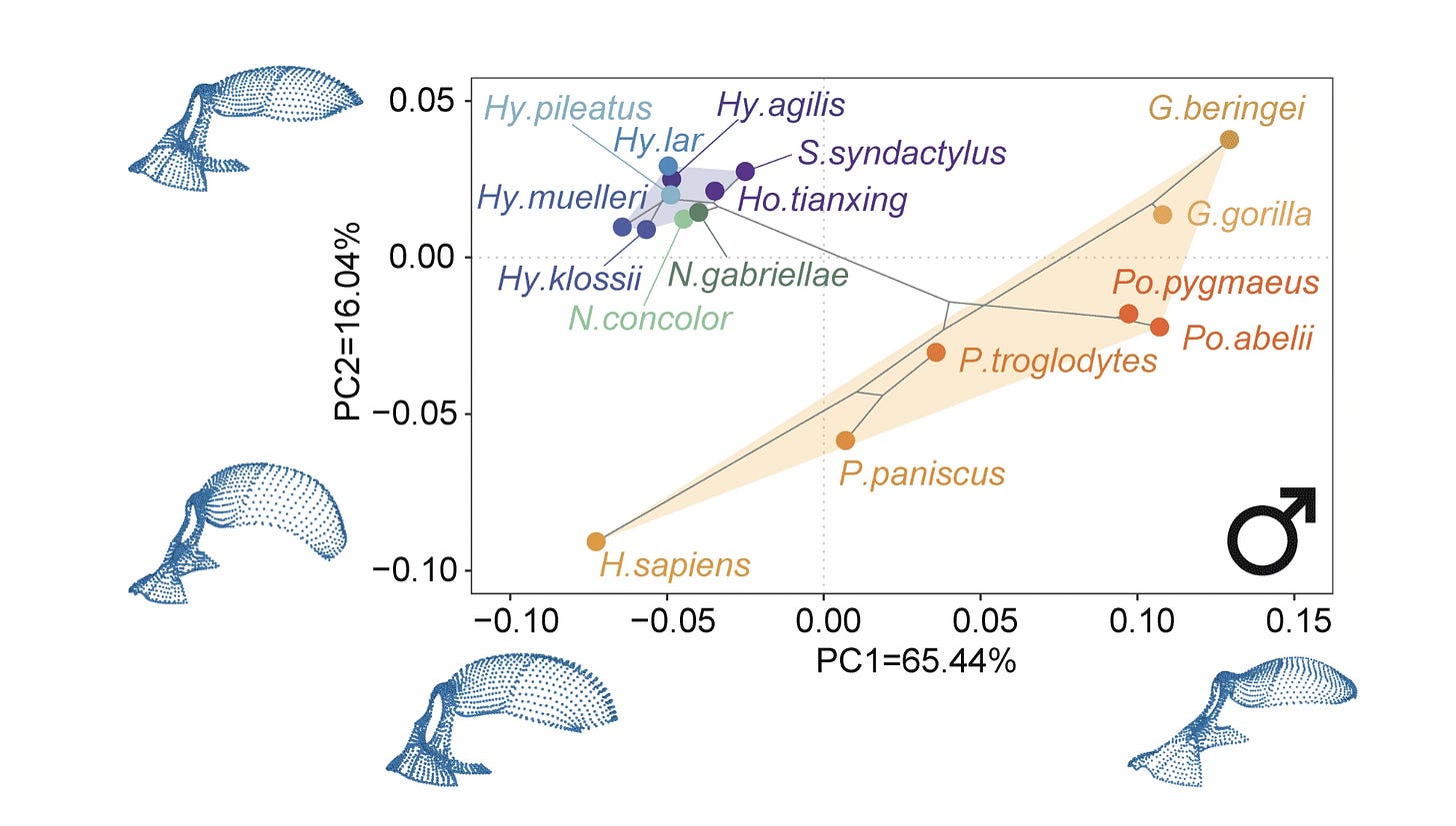 Plot of PCA showing cranial shape variables and position of many species of gibbons, great apes, and humans