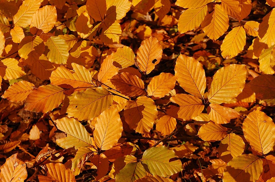 File:Copper Beech Fagus sylvatica f. purpurea Autumn Leaves Closeup 3008px.jpg File:Copper Beech Fagus sylvatica f. purpurea Autumn Leaves Closeup 3008px.jpg