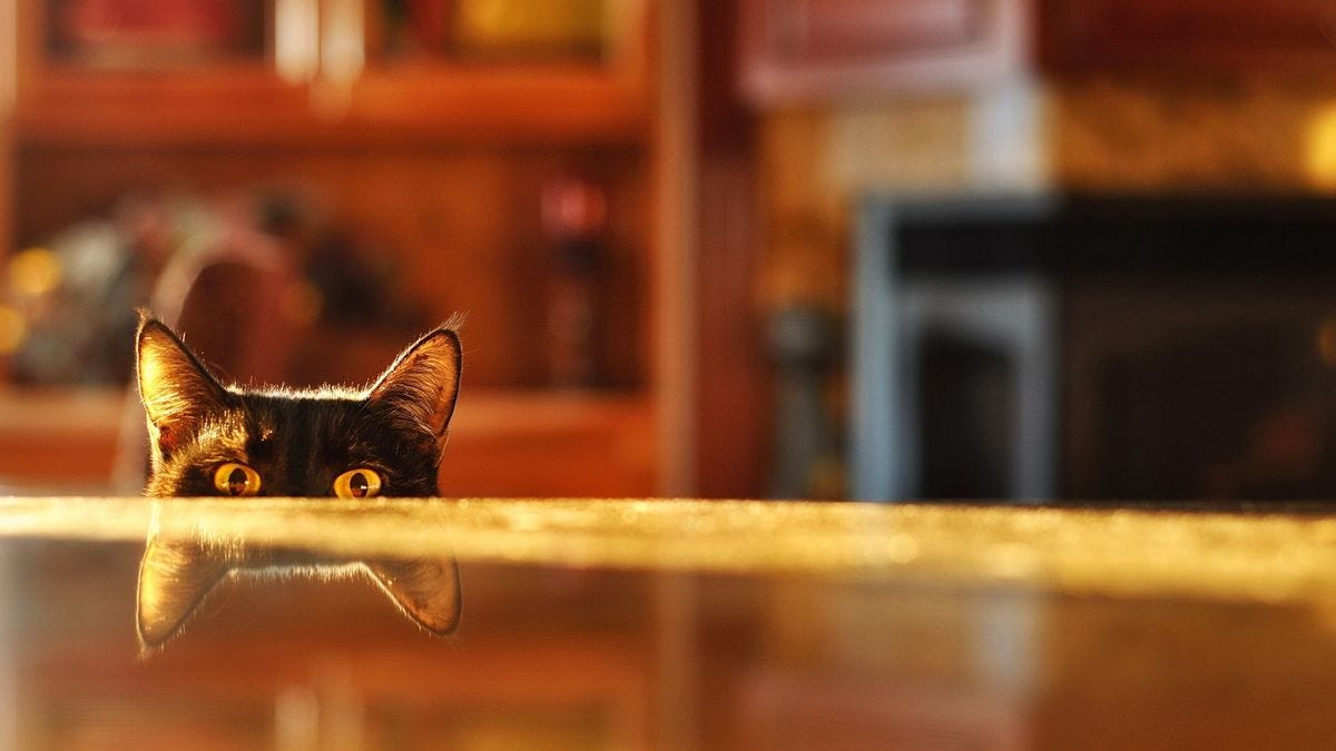 funny naughty cat picture | Cat wallpaper, Curious cat, Funny cat faces