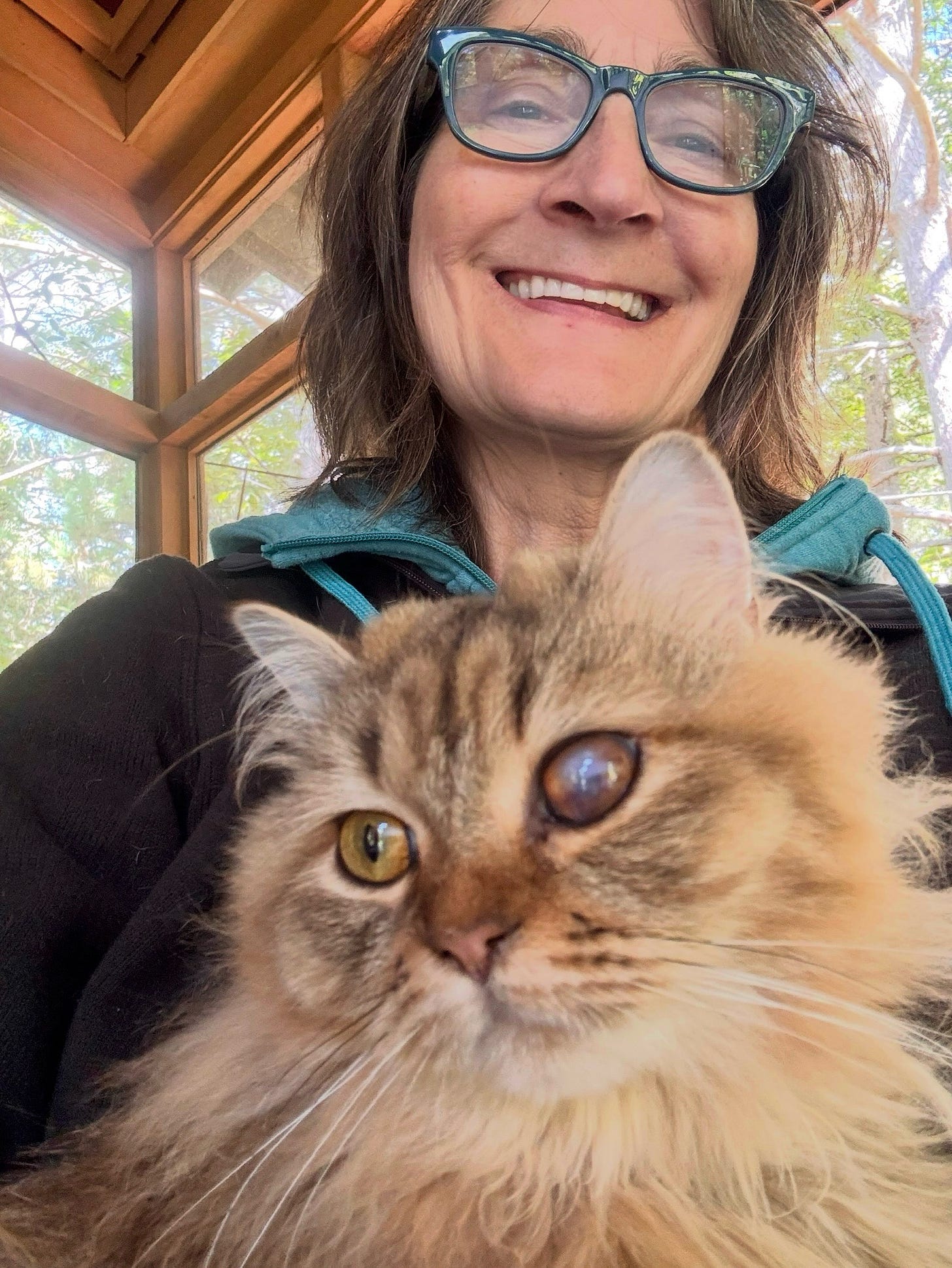a fluffy brown cat sits on woman's lap