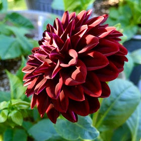 Clippings No.2 Potting dahlia tubers