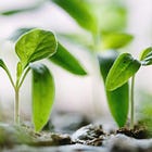 Fixing photosynthesis: the innovation that could feed the world