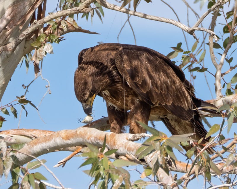 20260122-BaldEagle-37-Edit 2.jpg