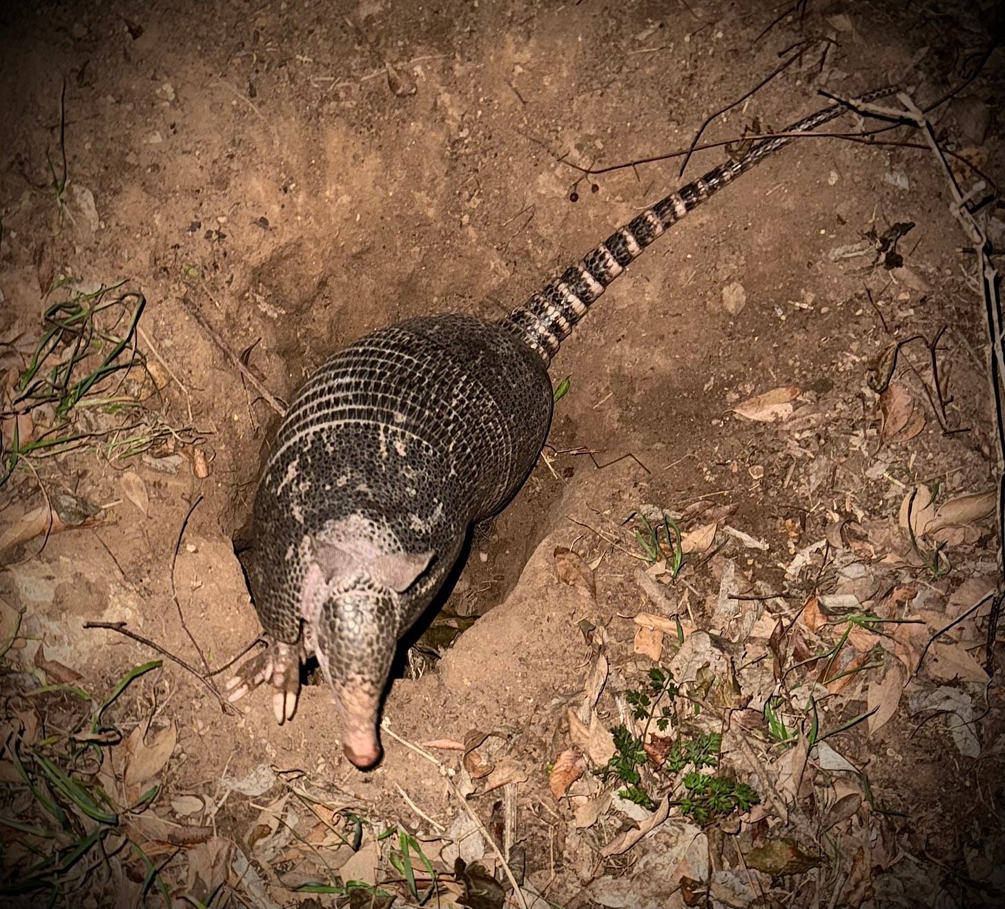 Armadillo emerging from its hole Armadillo emerging from its hole